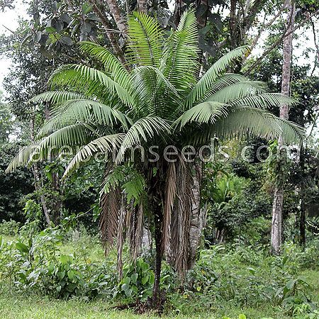 Phytelephas tenuicaulis Palmpedia Palm Grower's Guide