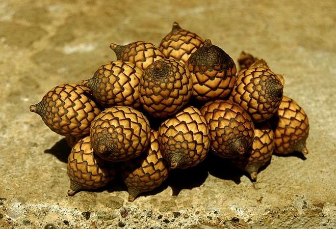 Calamus rotang - Palmpedia - Palm Grower's Guide