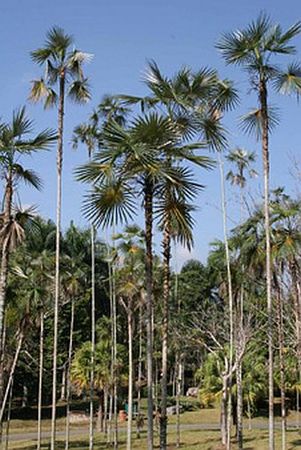 Coccothrinax argentea Palmpedia Palm Grower's Guide