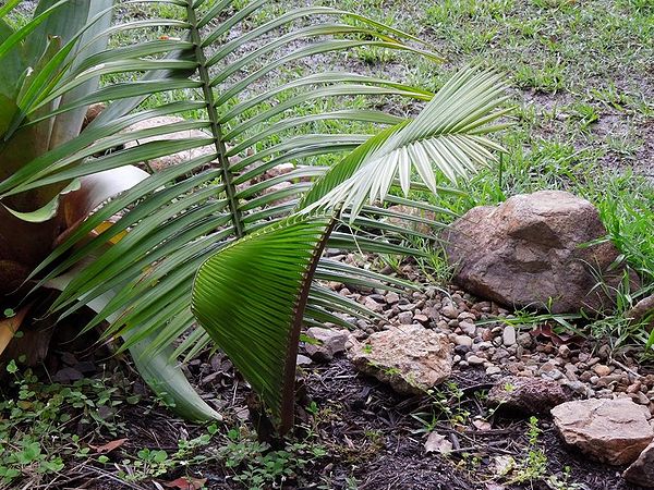 Ravenea lakatra Palmpedia Palm Grower's Guide