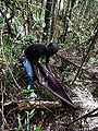 Thumbnail for version as of 23:59, 16 December 2014