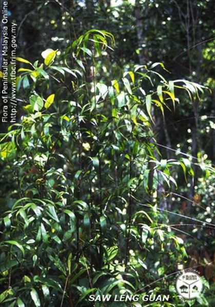File:Calamus-javensis---Habit.jpg