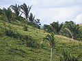 Thumbnail for version as of 08:21, 3 June 2012