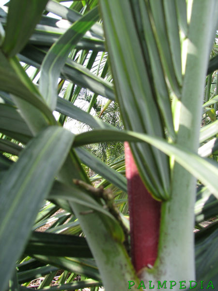File:Dypsis saintlucei red spike.jpg