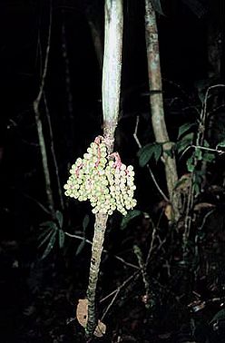 Pinanga auriculata02.jpg