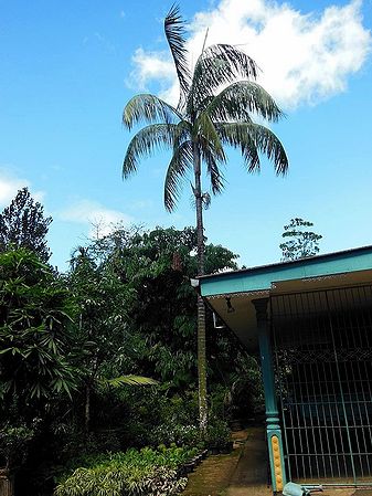 Rhopaloblaste augusta Palmpedia Palm Grower's Guide