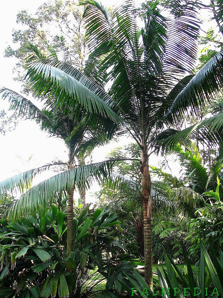 Rhopaloblaste singaporensis - Palmpedia - Palm Grower's Guide