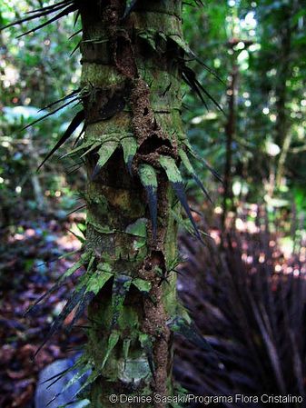 Astrocaryum gynacanthum Palmpedia Palm Grower's Guide