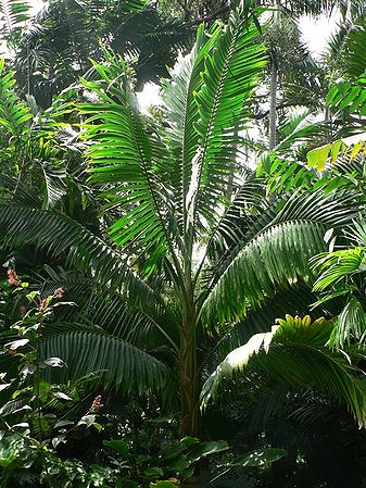 Neoveitchia storckii Palmpedia Palm Grower's Guide
