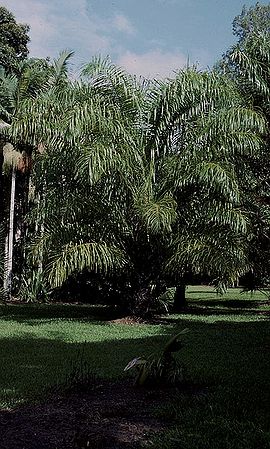 Raphia hookeri Palmpedia Palm Grower's Guide