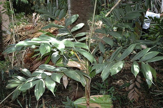 Calyptrocalyx polyphyllus Palmpedia Palm Grower's Guide