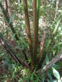 Thumbnail for version as of 00:03, 20 January 2009