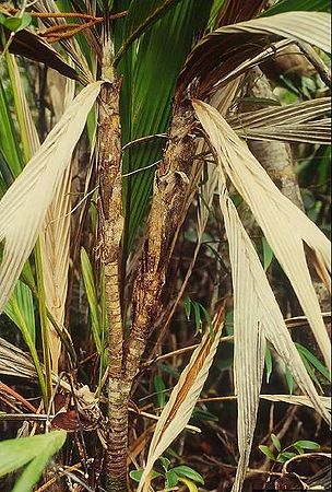 Basselinia pancheri Palmpedia Palm Grower's Guide