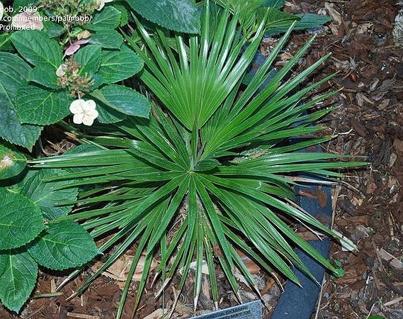 Copernicia ekmanii Palmpedia Palm Grower's Guide