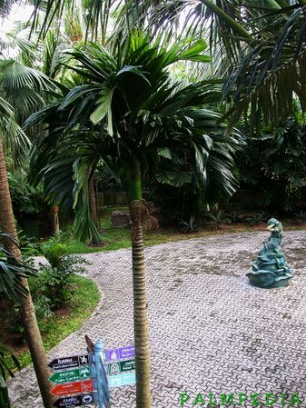 Areca catechu - Palmpedia - Palm Grower's Guide