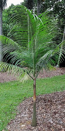 Rhopaloblaste elegans - Palmpedia - Palm Grower's Guide