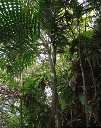 Basselinia favieri - Palmpedia - Palm Grower's Guide
