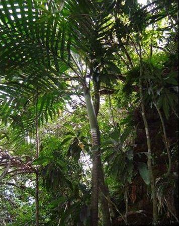 Basselinia favieri Palmpedia Palm Grower's Guide