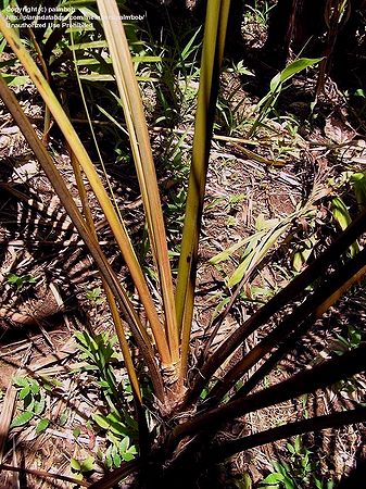 Rhopaloblaste singaporensis - Palmpedia - Palm Grower's Guide