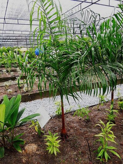 TÌNH YÊU CÂY CỎ ĐV 10  - Page 86 400px-Post-4111-0-23587900-1349137427