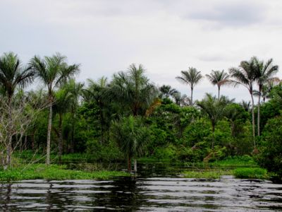 SLICES OF LIFE IN THE HEART OF AMAZONIA - Palmpedia - Palm Grower's Guide