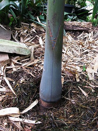 Dictyocaryum lamarckianum Palmpedia Palm Grower's Guide