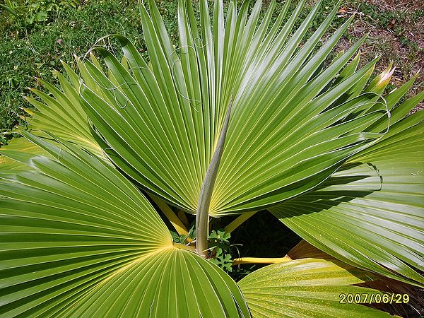 Pritchardia hillebrandii - Palmpedia - Palm Grower's Guide