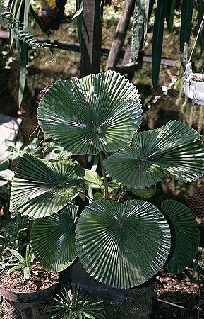 Licuala cordata - Palmpedia - Palm Grower's Guide