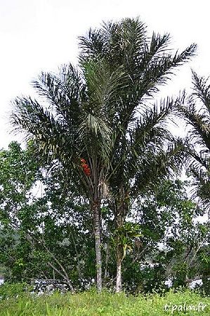 Astrocaryum vulgare - Palmpedia - Palm Grower's Guide