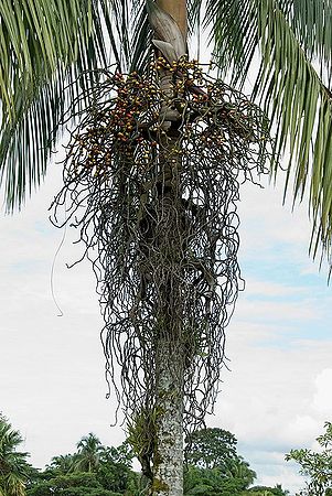 Rhopaloblaste ceramica - Palmpedia - Palm Grower's Guide
