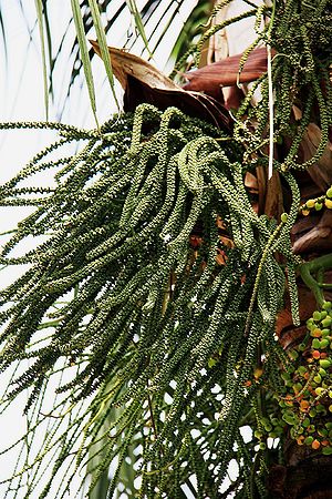 Rhopaloblaste ceramica - Palmpedia - Palm Grower's Guide