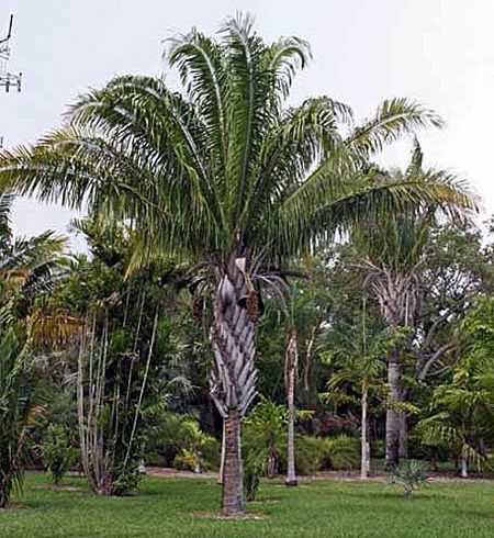 TÌNH YÊU CÂY CỎ ĐV 10  - Page 81 450px-Attalea_guacuyule_specimen