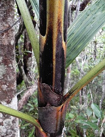 Basselinia pancheri Palmpedia Palm Grower's Guide