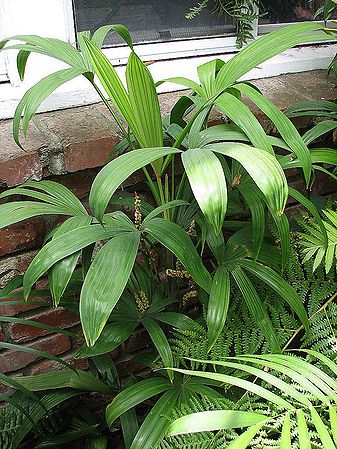 Chuniophoenix nana Palmpedia Palm Grower's Guide