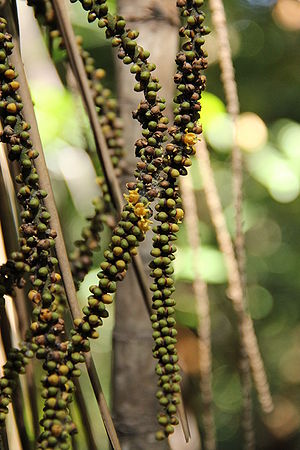 Rhopaloblaste singaporensis - Palmpedia - Palm Grower's Guide
