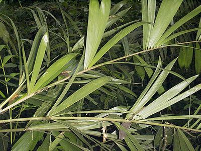 Bactris coloradonis Palmpedia Palm Grower's Guide