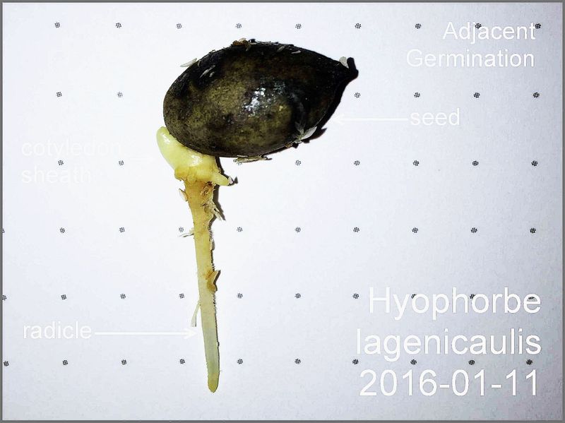 File:573f347913039 Hyophorbelagenicaulis2016-01-11.jpg.5412fb2e6e3f0ac555c90d5d8f695798.jpg