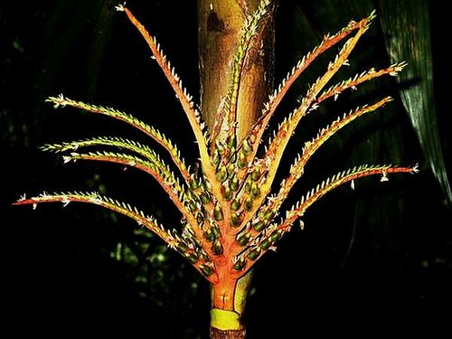 TÌNH YÊU CÂY CỎ ĐV 10  - Page 87 500px-Areca_tunku_Piyakaset_Suksathan