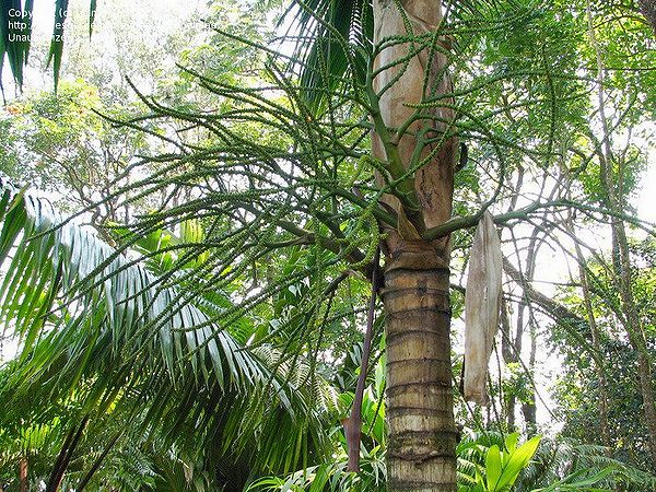 Rhopaloblaste singaporensis - Palmpedia - Palm Grower's Guide