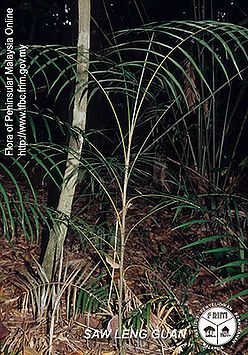 Calamus-laxissimus---Habit.jpg