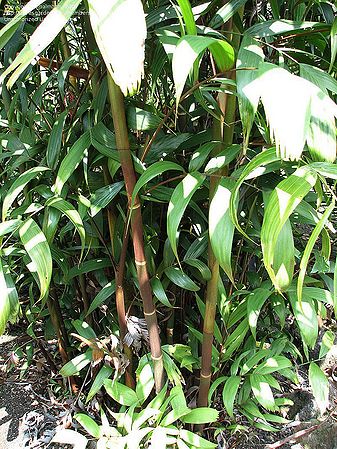 Pinanga sobolifera - Palmpedia - Palm Grower's Guide