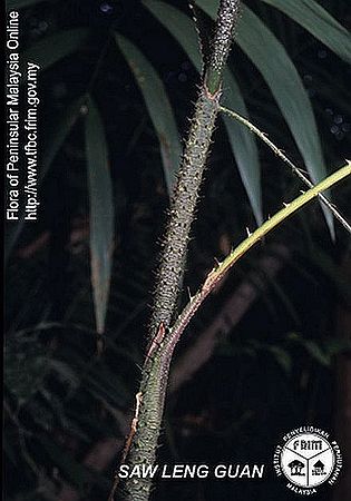 Calamus speciosissimus - Palmpedia - Palm Grower's Guide
