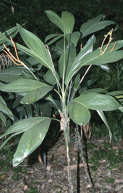 Chamaedorea ernesti-augusti - Palmpedia - Palm Grower’s Guide