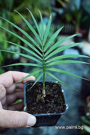 Rhopaloblaste augusta Palmpedia Palm Grower's Guide
