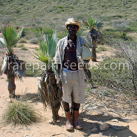 Copernicia ekmanii Palmpedia Palm Grower's Guide