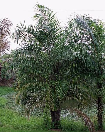 Raphia hookeri - Palmpedia - Palm Grower's Guide
