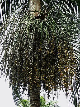 Rhopaloblaste ceramica - Palmpedia - Palm Grower's Guide