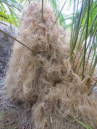 Coccothrinax crinita Palmpedia Palm Grower's Guide