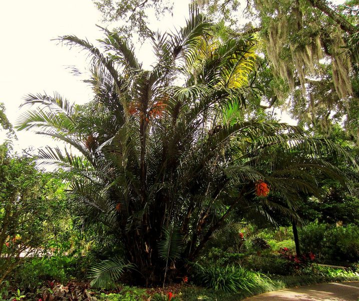 File:AeIMG 2222 zpsjdx5bl1s.jpg