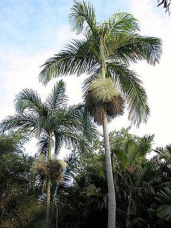 TÌNH YÊU CÂY CỎ ĐV 10  - Page 96 248px-Bn2787212